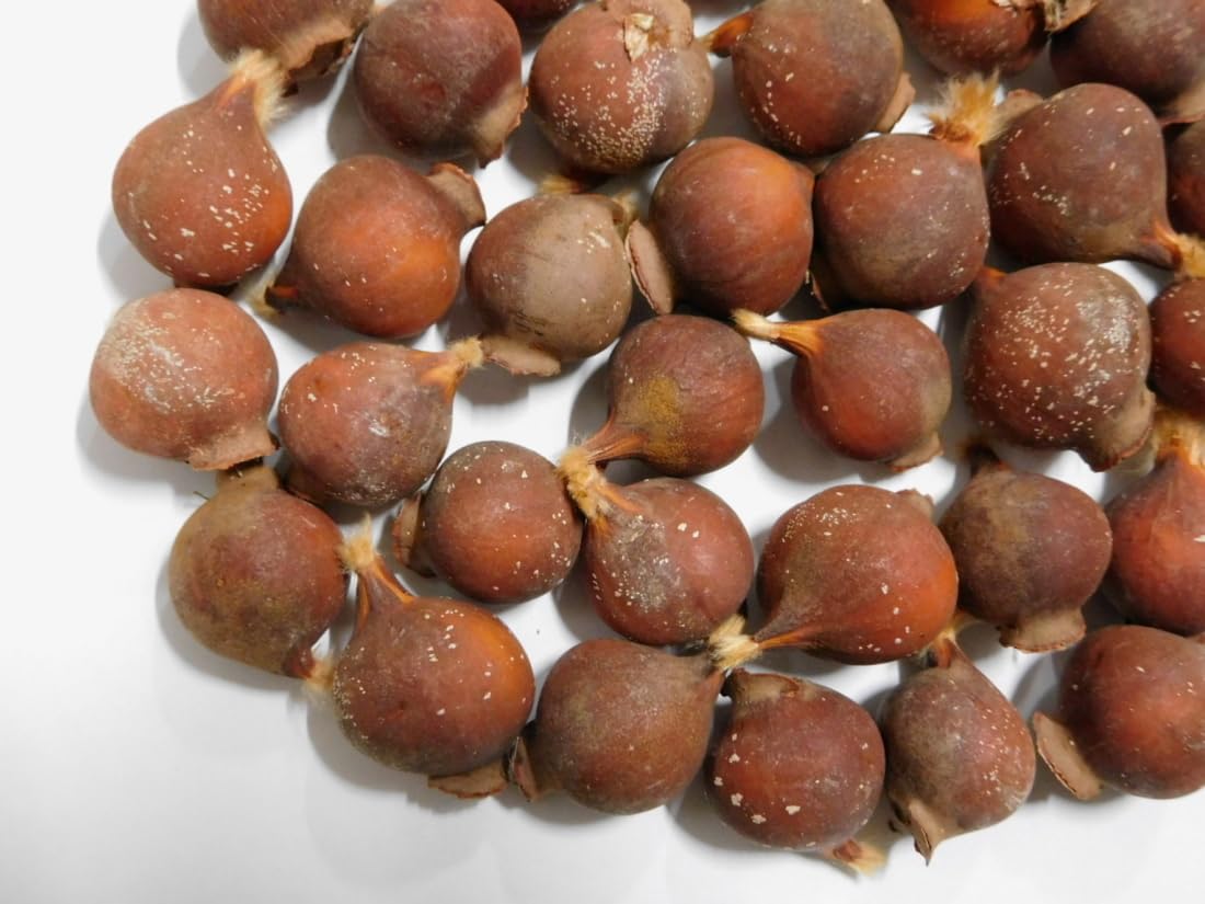 Amazon.co.jp: 3球□球根 原種チューリップ ブライトジェム きいろ